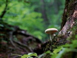 Champignon en forêt